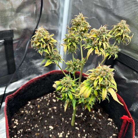 NLAF growlog timeline photo