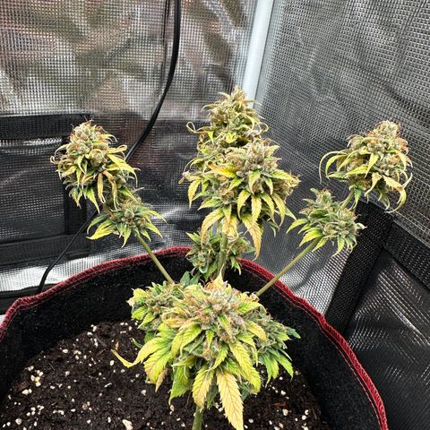 NLAF growlog timeline photo