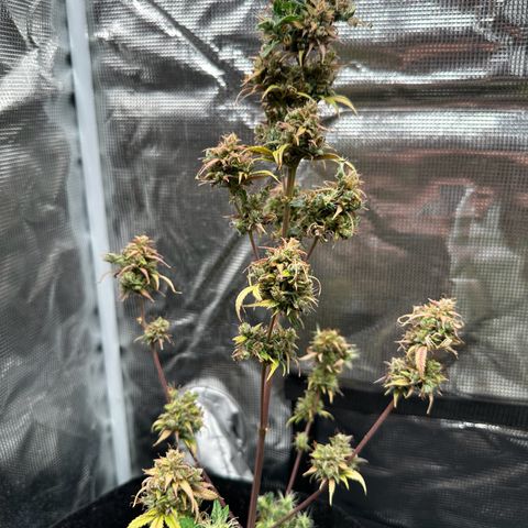NLAF growlog timeline photo
