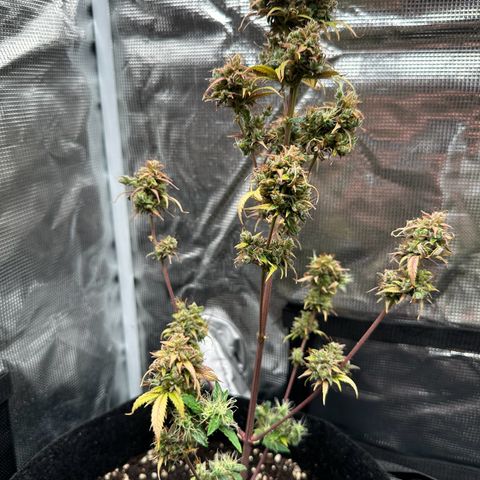 NLAF growlog timeline photo
