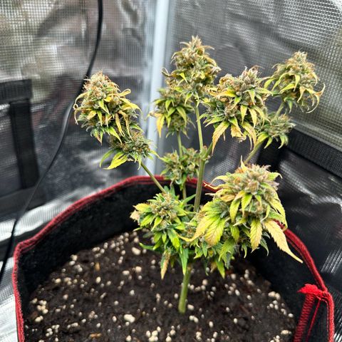 NLAF growlog timeline photo