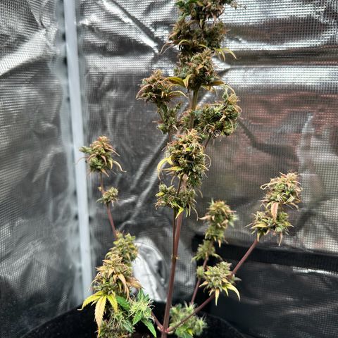 NLAF growlog timeline photo