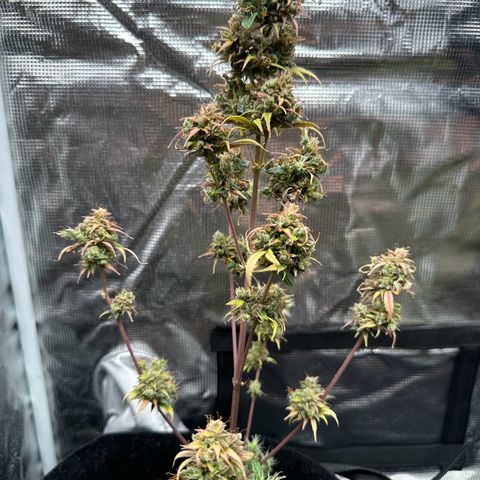 NLAF growlog timeline photo