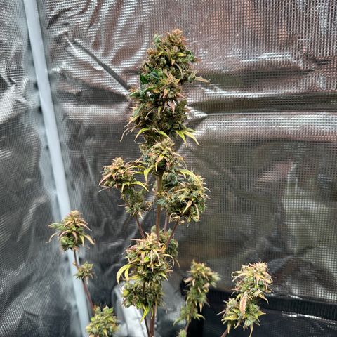 NLAF growlog timeline photo