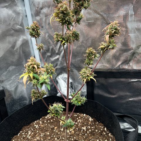 NLAF growlog timeline photo