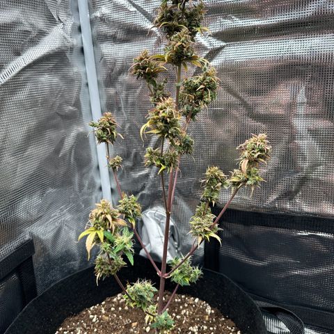 NLAF growlog timeline photo