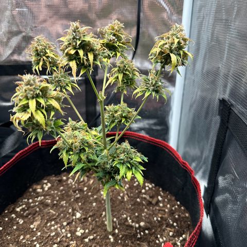 NLAF growlog timeline photo
