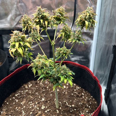 NLAF growlog timeline photo