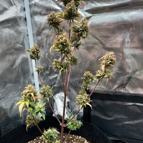 NLAF growlog timeline photo
