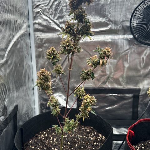 NLAF growlog timeline photo