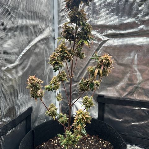 NLAF growlog timeline photo