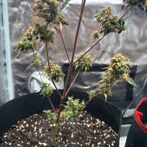 NLAF growlog timeline photo