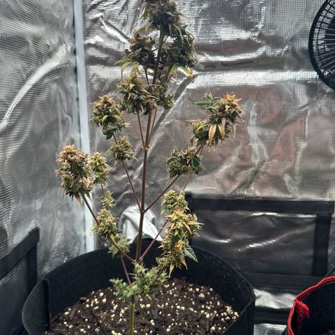 NLAF growlog timeline photo