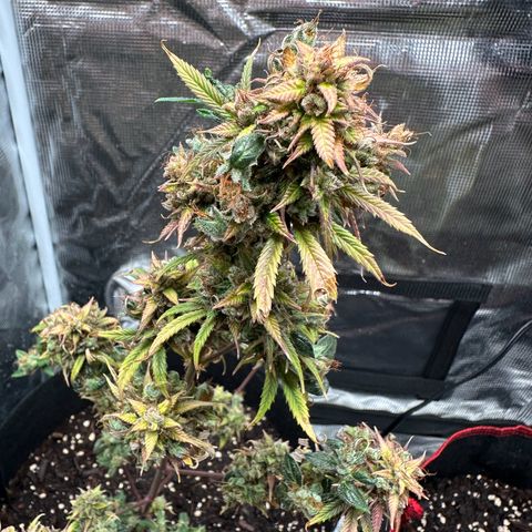 NLAF growlog timeline photo