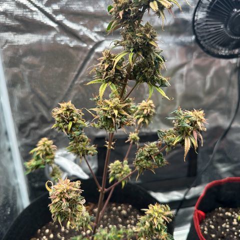 NLAF growlog timeline photo