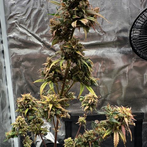 NLAF growlog timeline photo