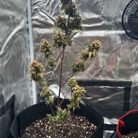 NLAF growlog timeline photo