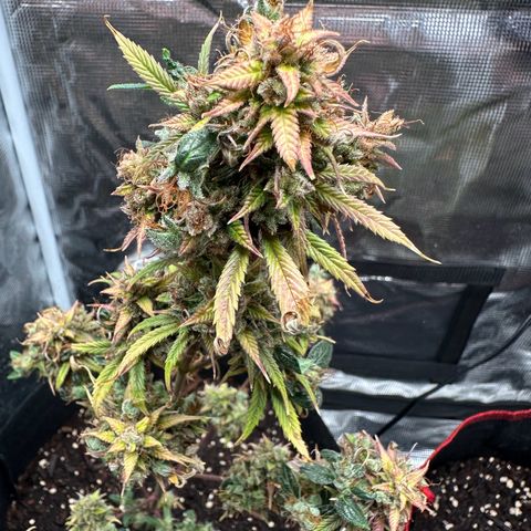 NLAF growlog timeline photo