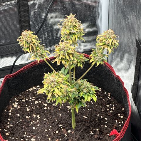 NLAF growlog timeline photo