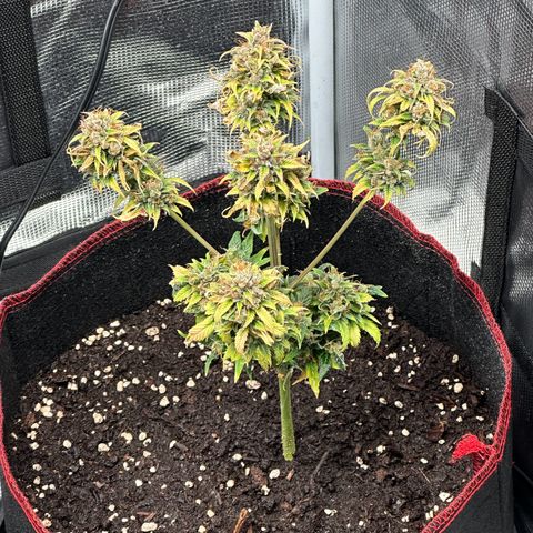 NLAF growlog timeline photo