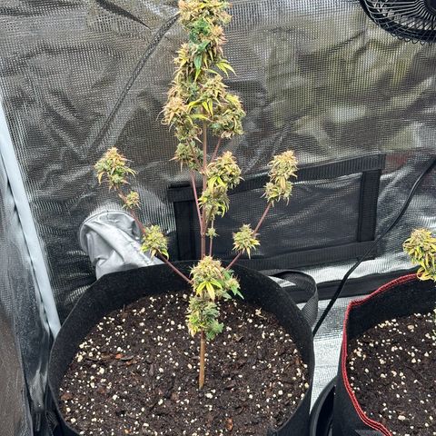 NLAF growlog timeline photo