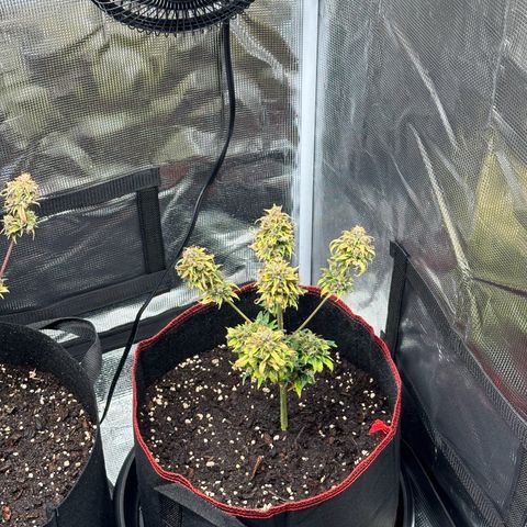 NLAF growlog timeline photo