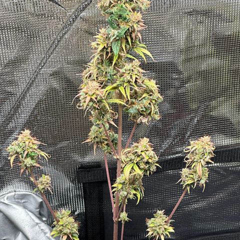 NLAF growlog timeline photo