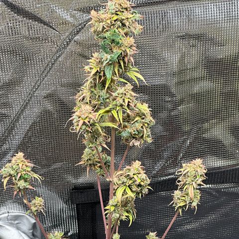 NLAF growlog timeline photo