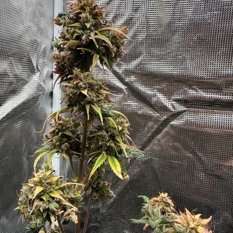 NLAF growlog timeline photo