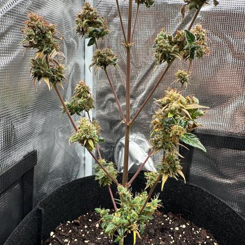 NLAF growlog timeline photo