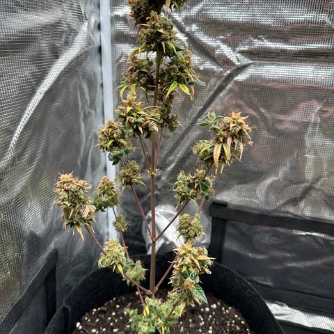 NLAF growlog timeline photo