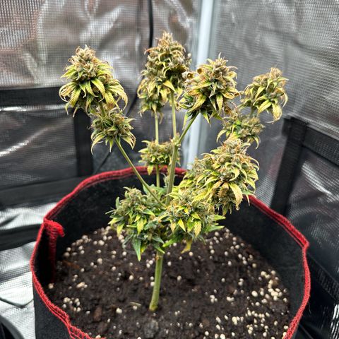 NLAF growlog timeline photo