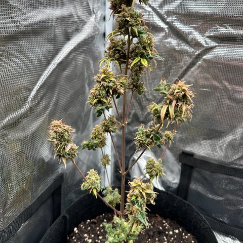 NLAF growlog timeline photo