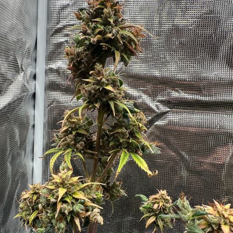 NLAF growlog timeline photo