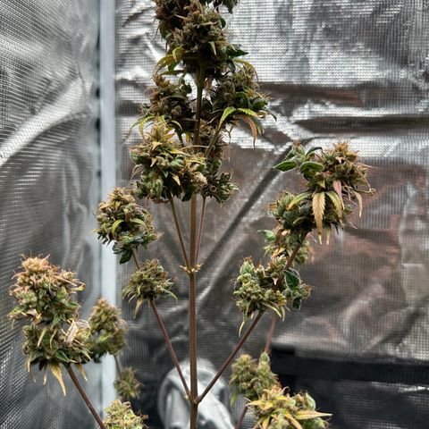 NLAF growlog timeline photo