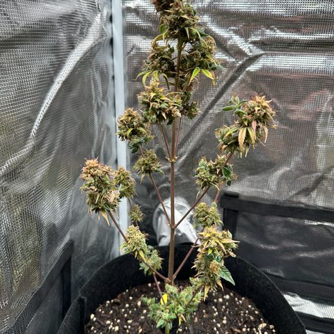 NLAF growlog timeline photo