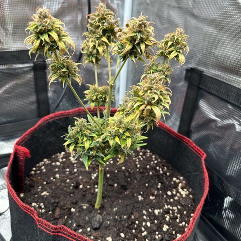 NLAF growlog timeline photo