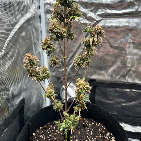 NLAF growlog timeline photo