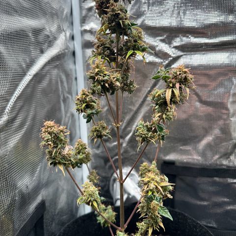 NLAF growlog timeline photo