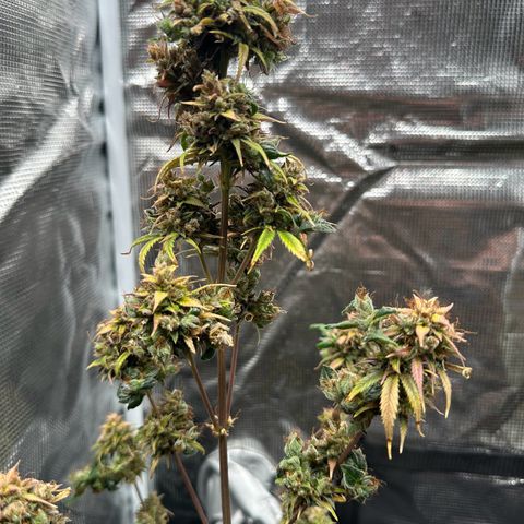 NLAF growlog timeline photo