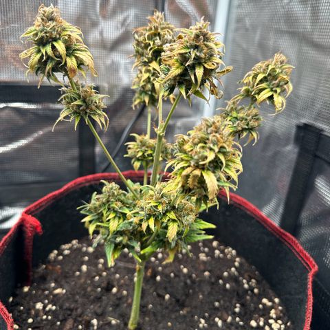 NLAF growlog timeline photo