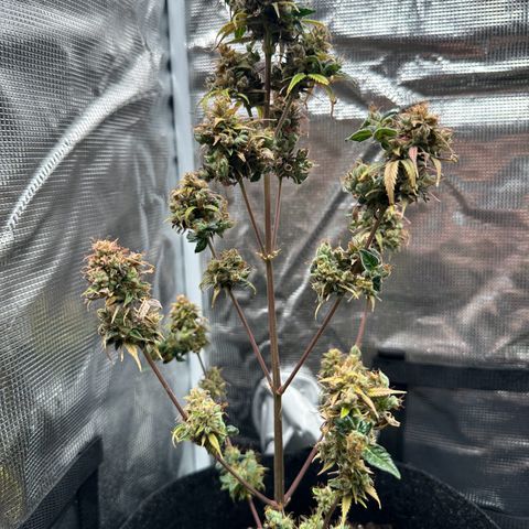 NLAF growlog timeline photo