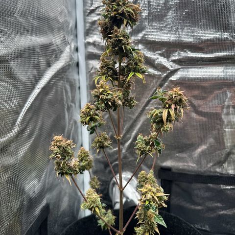 NLAF growlog timeline photo