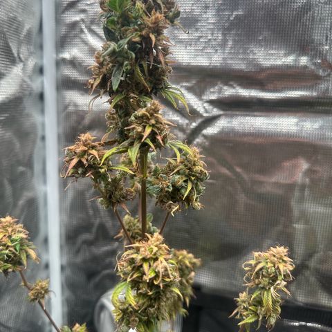 NLAF growlog timeline photo