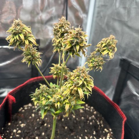 NLAF growlog timeline photo