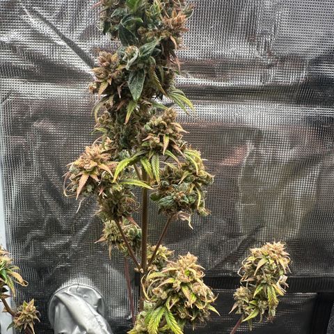 NLAF growlog timeline photo