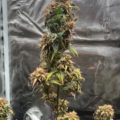 NLAF growlog timeline photo