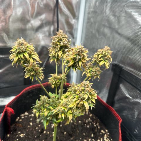 NLAF growlog timeline photo