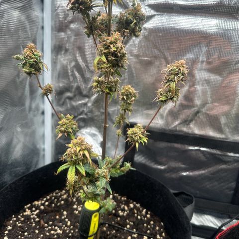 NLAF growlog timeline photo