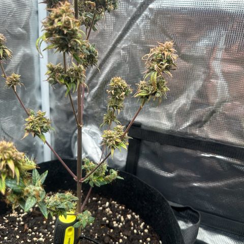 NLAF growlog timeline photo